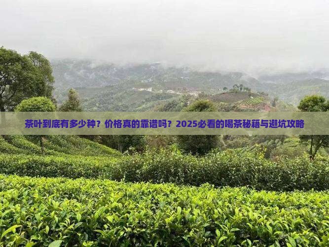 茶叶有多少种类和报价