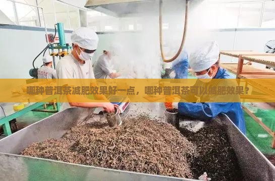 哪种普洱茶减肥效果好一点