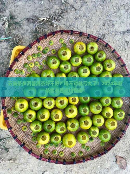 云南茶多洱普洱茶好不好