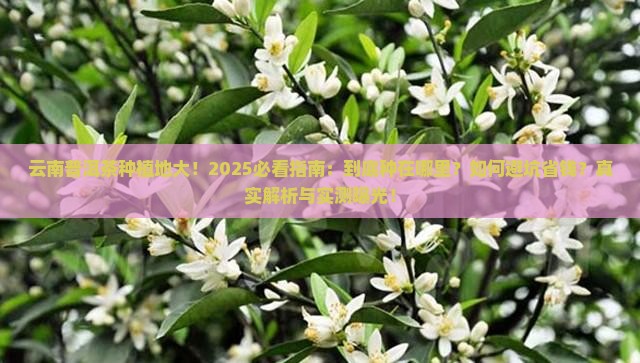 云南普洱茶种在哪里啊