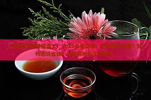 云南普洱茶种在哪里啊