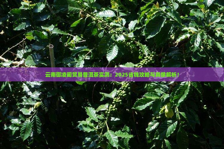 云南御凌阁贸易普洱茶