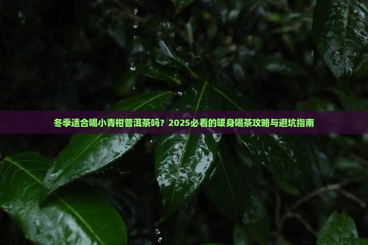 冬季适合喝小青柑普洱茶吗