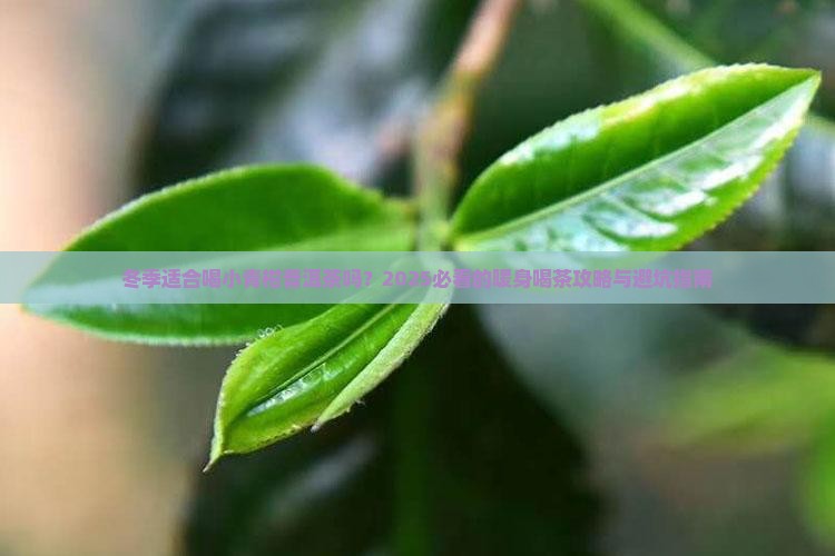 冬季适合喝小青柑普洱茶吗