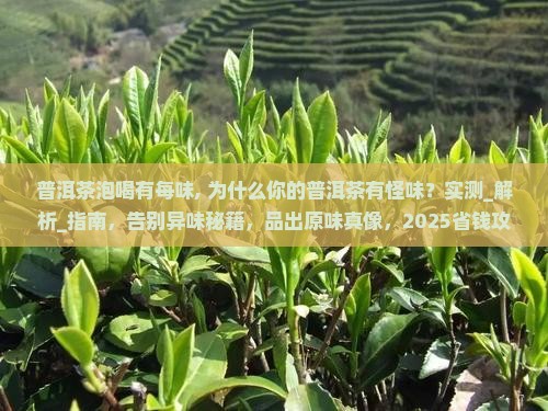 普洱茶泡喝有每味