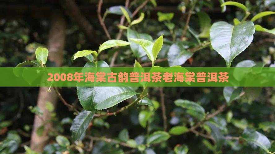 2008年海棠古韵普洱茶