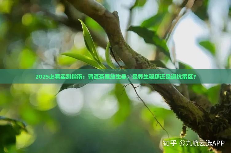 普洱茶里放点生姜好吗吗