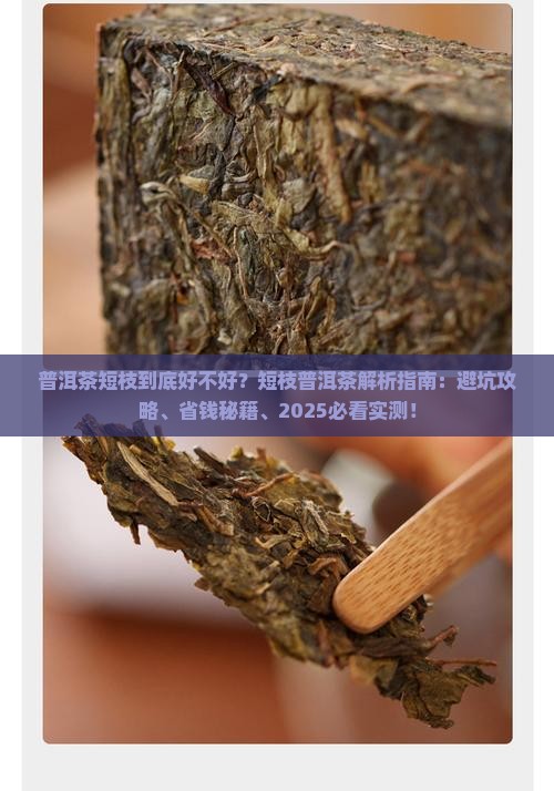 普洱茶短枝好不好