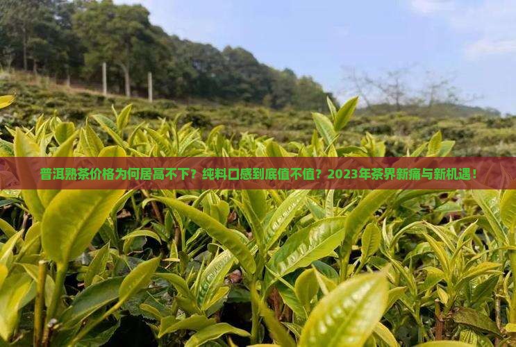 普洱熟茶价格普洱茶纯料口感