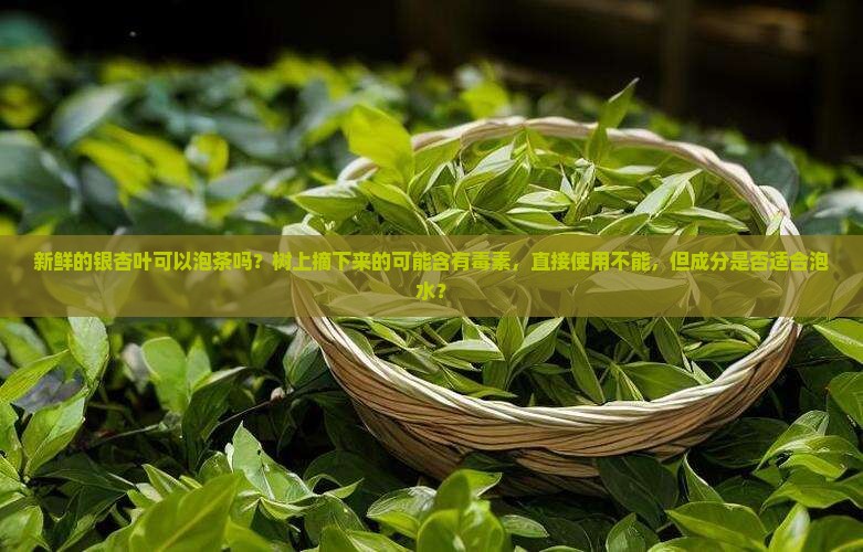 新鲜的银杏叶可以泡茶喝吗
