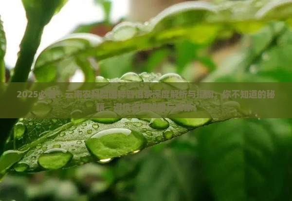 云南农科院国粹普洱茶