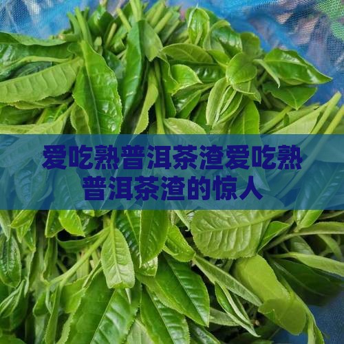 爱吃熟普洱茶渣