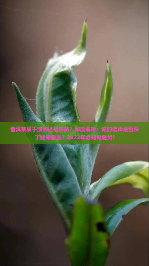 普洱茶属于淡茶还是浓茶