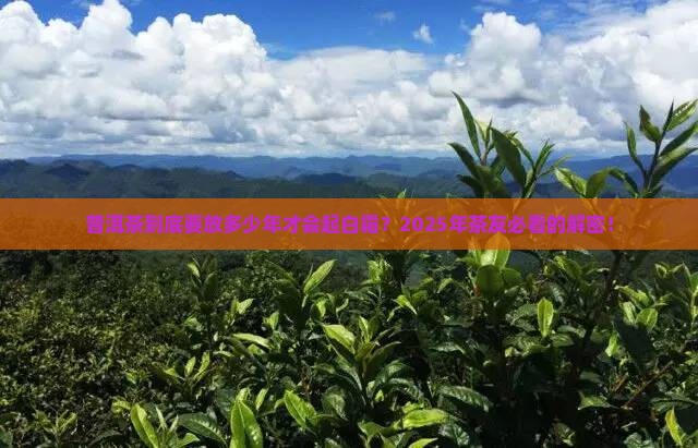 普洱茶多少年才会起白霜