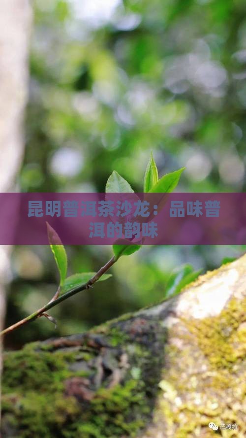 昆明沙龙普洱茶