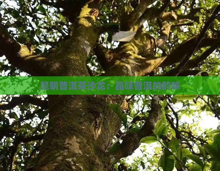 昆明沙龙普洱茶
