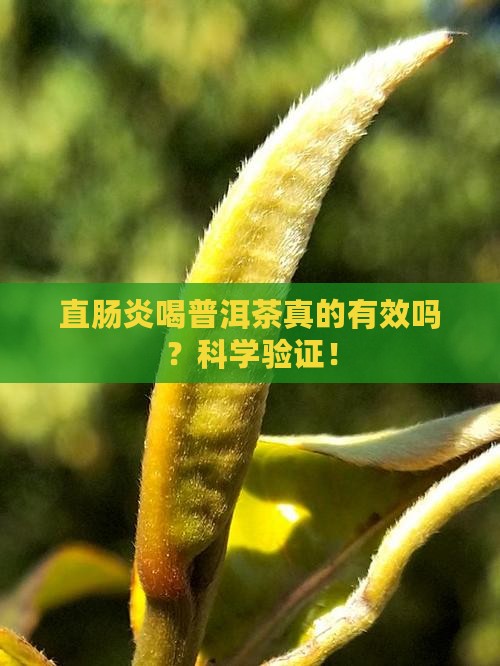 直肠炎喝普洱茶