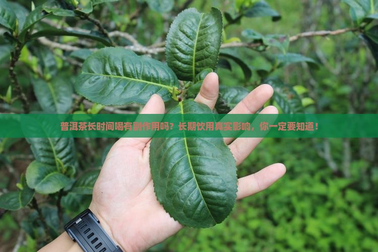 普洱茶长时间喝有副作用吗