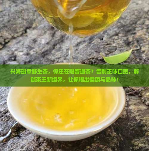 兴海班章野生茶