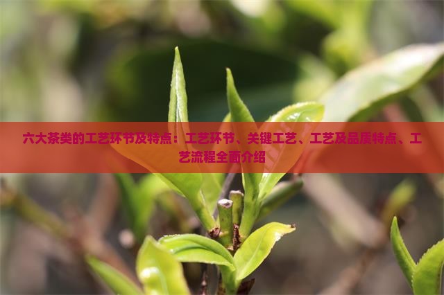 六大茶类的工艺环节及特点