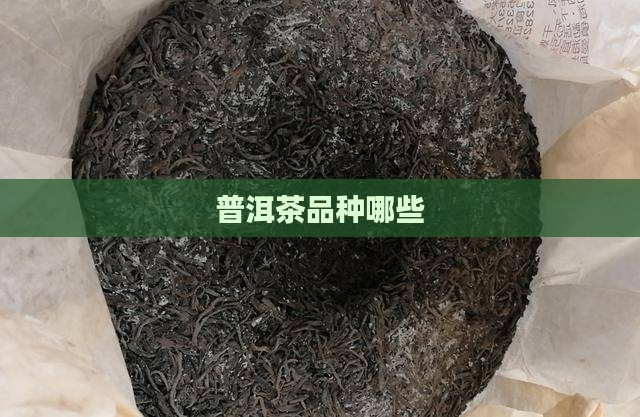 普洱茶品种哪些