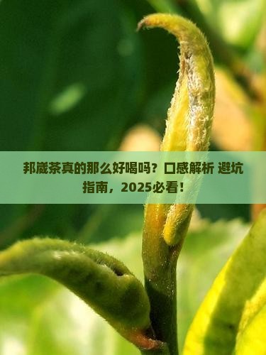 普洱茶区邦崴茶口感