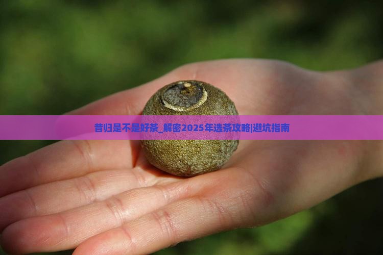 昔归是不是好茶