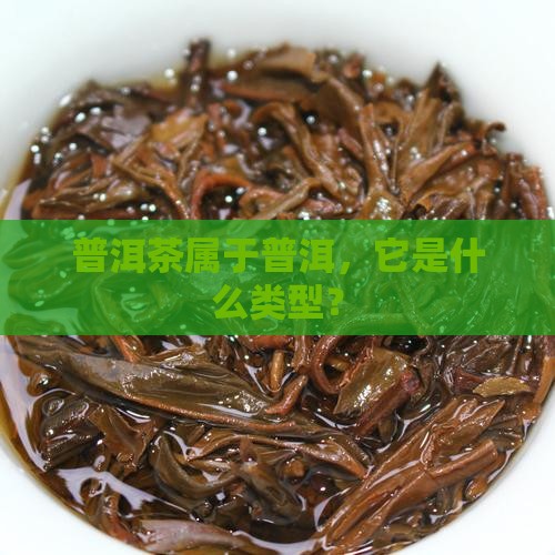普洱茶属于哪个类型