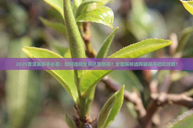 普洱茶为什么要熟茶还是生茶