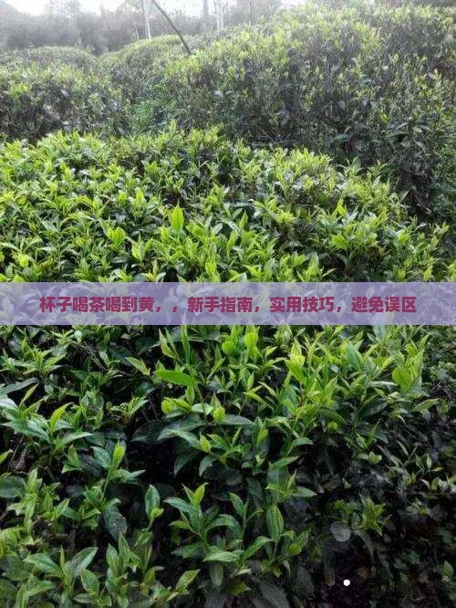 杯子喝茶喝到黄