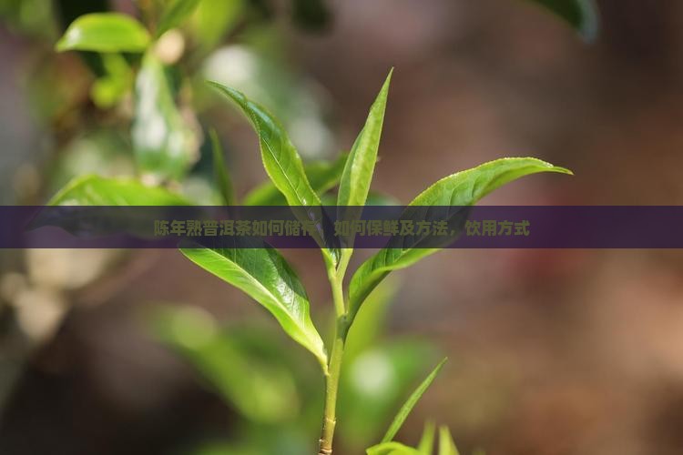 陈年熟普洱茶如何储存