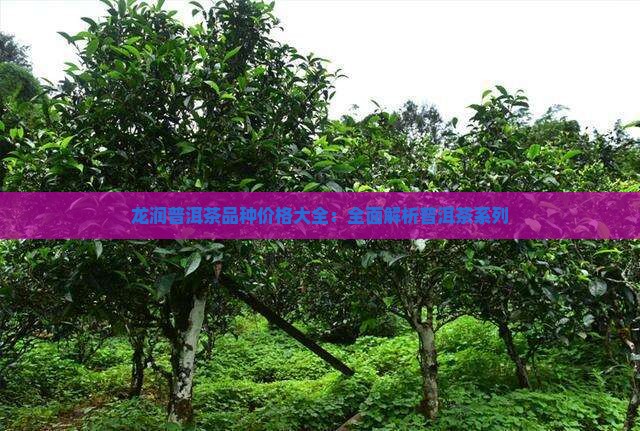 826普洱茶品种