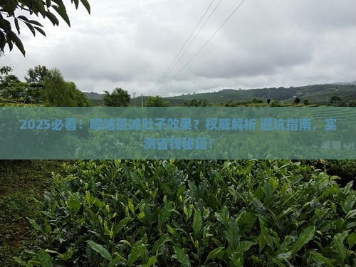 喝啥茶减肚子效果好