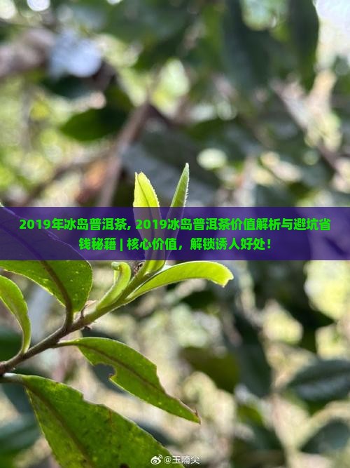 2019年冰岛普洱茶