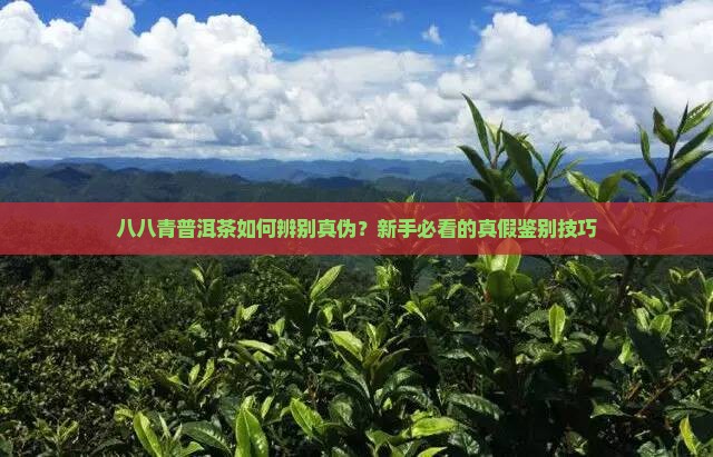 八八青普洱茶如何辨别真伪