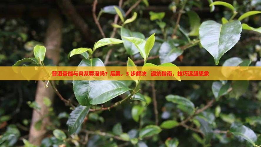 普洱茶能与肉苁蓉泡吗