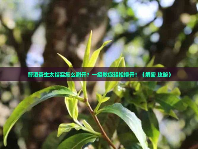 普洱茶生太结实怎么翘开