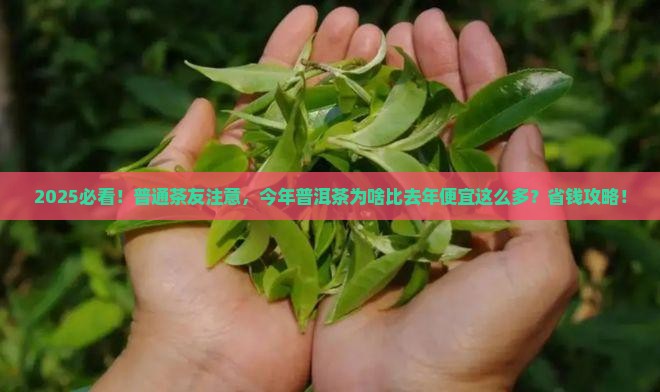 今年普洱茶为什么比去年便宜