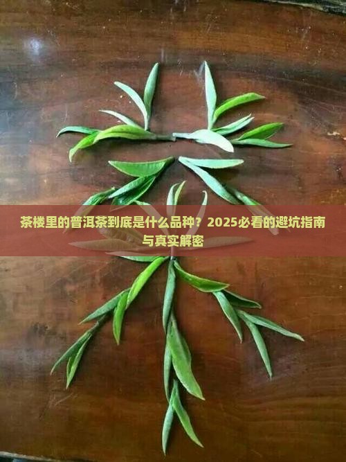 茶楼常见的普洱茶是什么品种