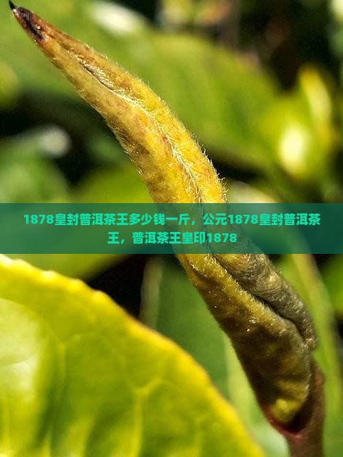 1878皇封普洱茶王多少钱