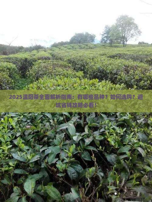 温阳的茶有哪些