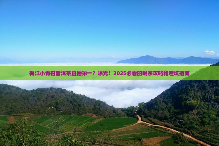 梅江小青柑普洱茶直播第一名