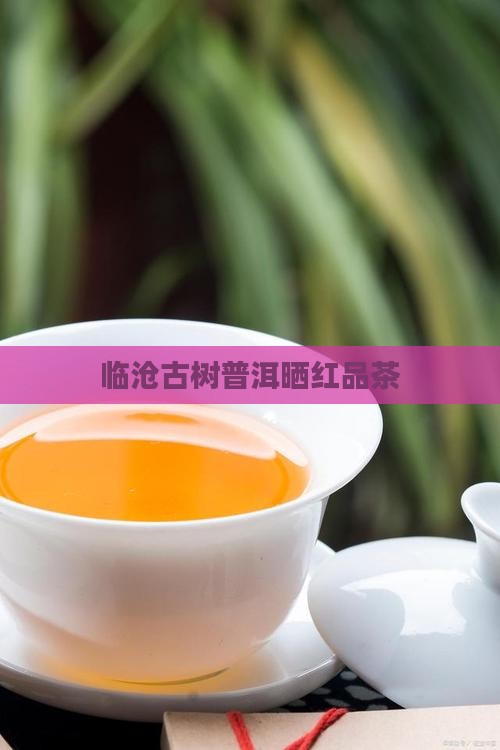 临沧普洱茶晒红品茶