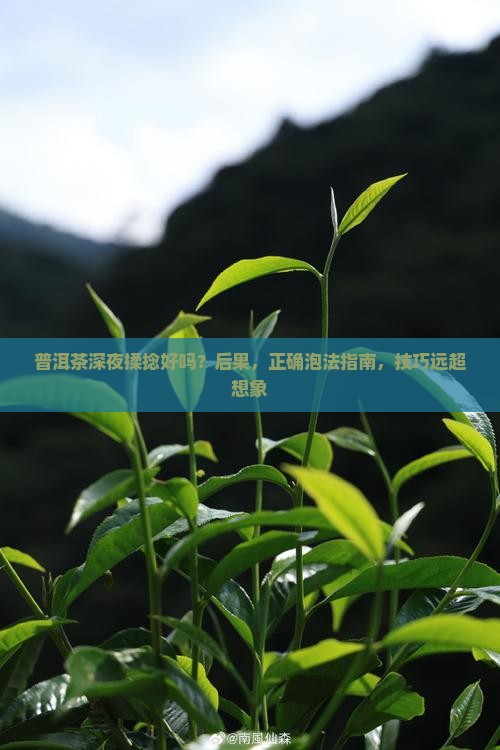 普洱茶深夜揉捻好吗怎么泡
