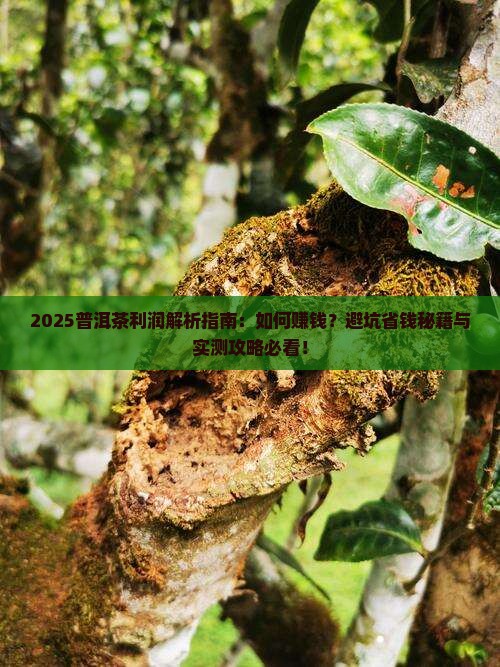 普洱茶利润如何