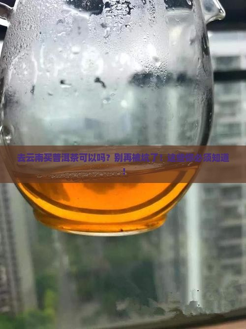 去云南买普洱茶可以吗