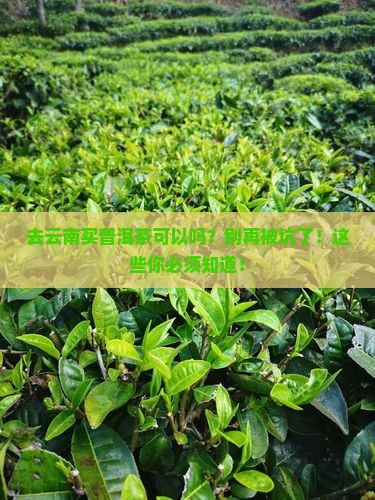 去云南买普洱茶可以吗