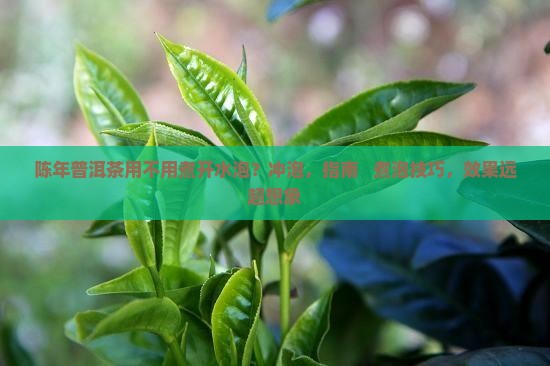 陈年普洱茶用不用煮开水泡
