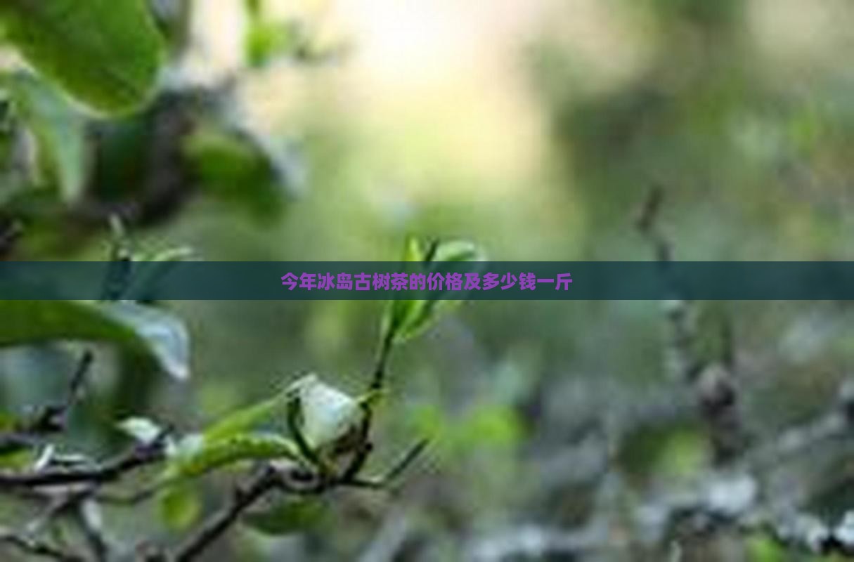 今年冰岛古树茶的价格