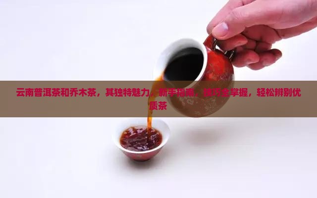 云南普洱茶和乔木茶